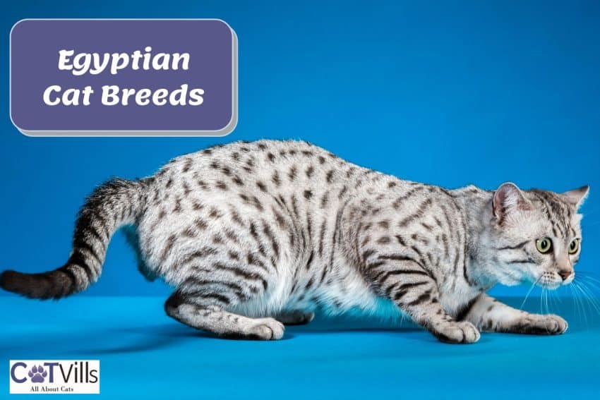 Egyptian Mau, one of the most beautiful egyptian cat breeds