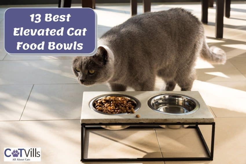 grey cat walking towards the best elevated cat bowls
