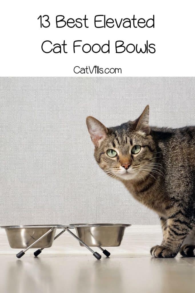 tiger cat in front of the elevated cat food bowls