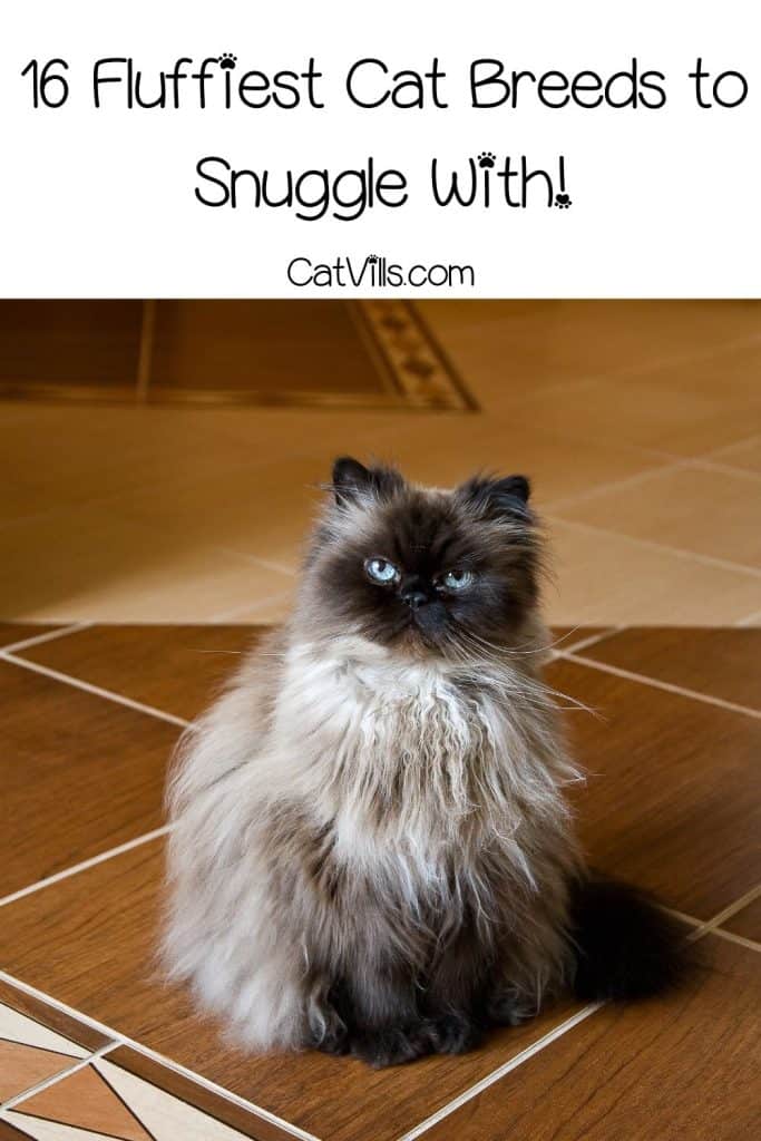 16 Fluffy Cat Breeds That Are Adorable and Cuddly 17 16 Fluffy Cat Breeds That Are Adorable and Cuddly