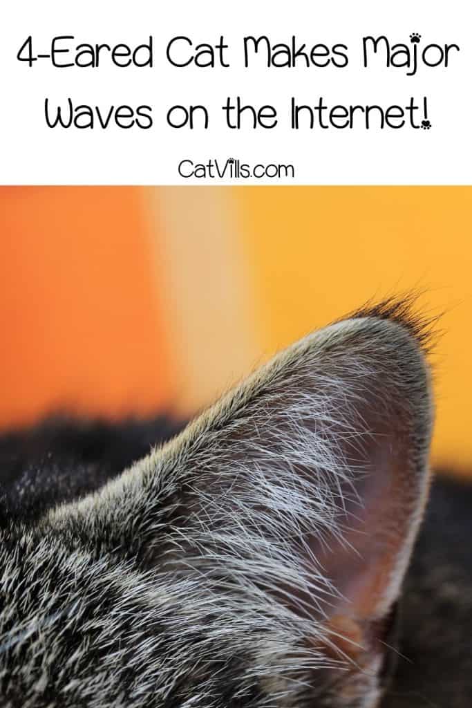 Closeup image of a cat's ears