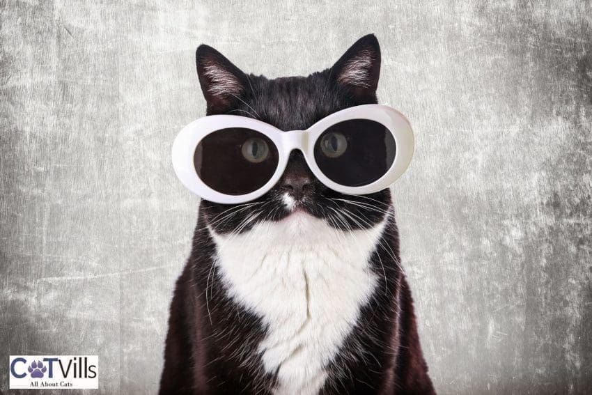 nerdy black and white cat