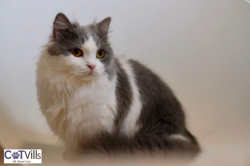 Napoleon Cat Breed: A Perfect Mix of Cute And Intelligent 2 grey and white napoleon cat