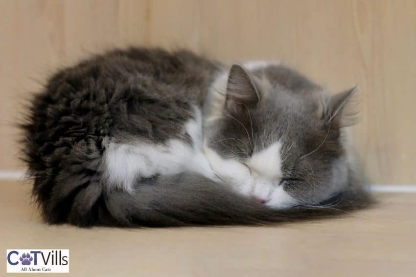 Napoleon Cat Breed: A Perfect Mix of Cute And Intelligent 4 sleeping napoleon cat