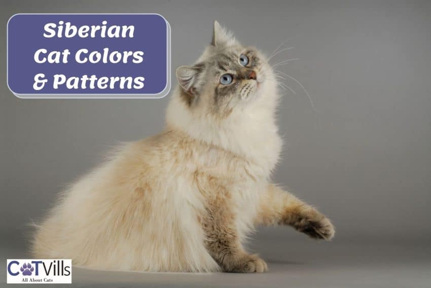 Siberian Cats: Your Gateway to a Lifetime of Cuddles and Love 1 lynx point siberian cat (siberian cat colors)