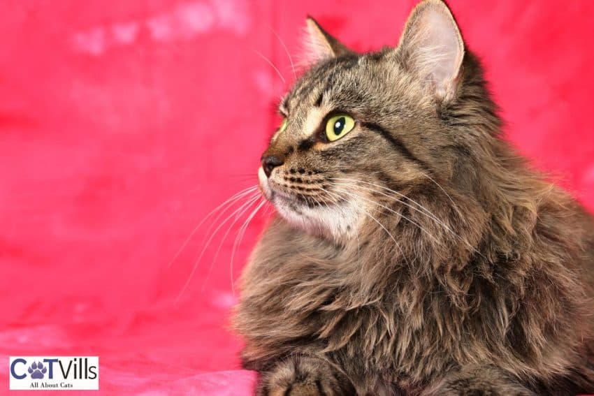 Siberian Cats: Your Gateway to a Lifetime of Cuddles and Love 2 tabby Siberian cat