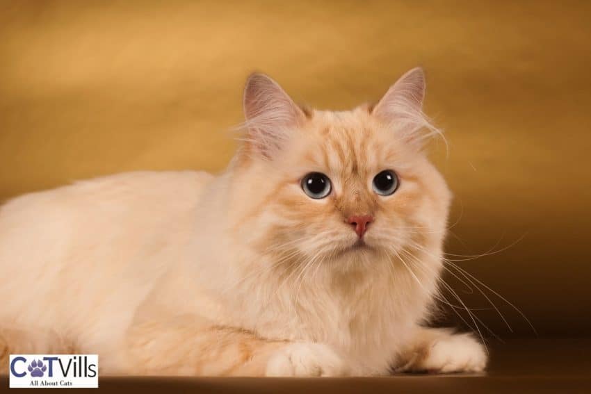 Siberian Cats: Your Gateway to a Lifetime of Cuddles and Love 3 golden siberian cat