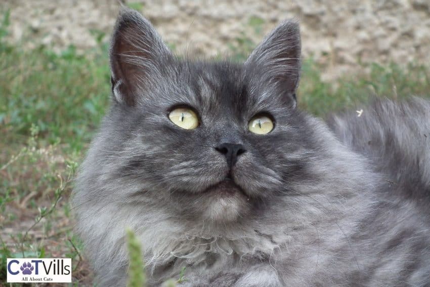 Siberian Cats: Your Gateway to a Lifetime of Cuddles and Love 6 smokey siberian cat
