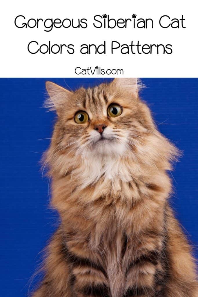 Siberian Cats: Your Gateway to a Lifetime of Cuddles and Love 10 beautiful siberian tabby cat
