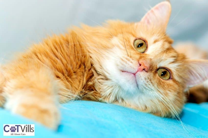 Siberian Cats: Your Gateway to a Lifetime of Cuddles and Love 7 bi-colored siberian tabby cat