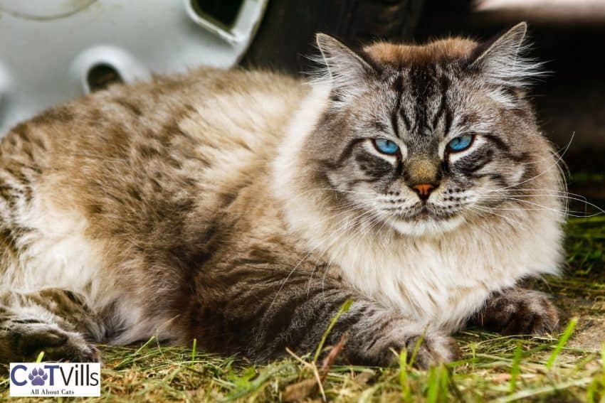 Siberian Cats: Your Gateway to a Lifetime of Cuddles and Love 8 siberian with light blue eyes