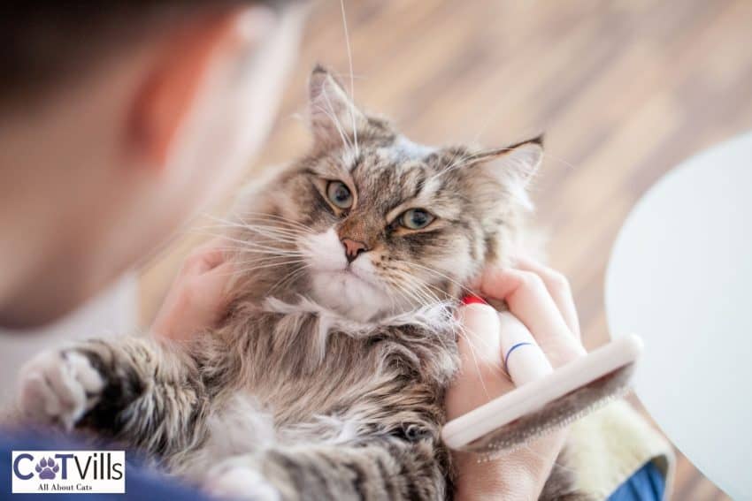 Siberian Cats: Your Gateway to a Lifetime of Cuddles and Love 9 owner grooming his siberian cat