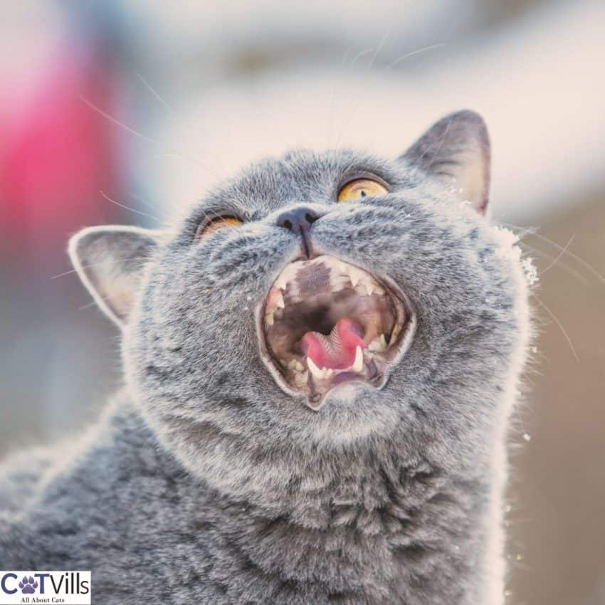 Do British Shorthair Cats Meow A Lot b