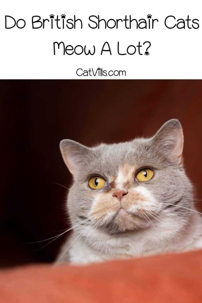 Do British Shorthair Cats Meow A Lot p