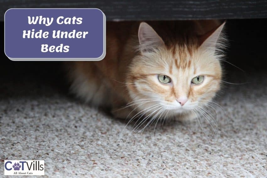 cat hiding under the bed but why my cat won't come out from under the bed?