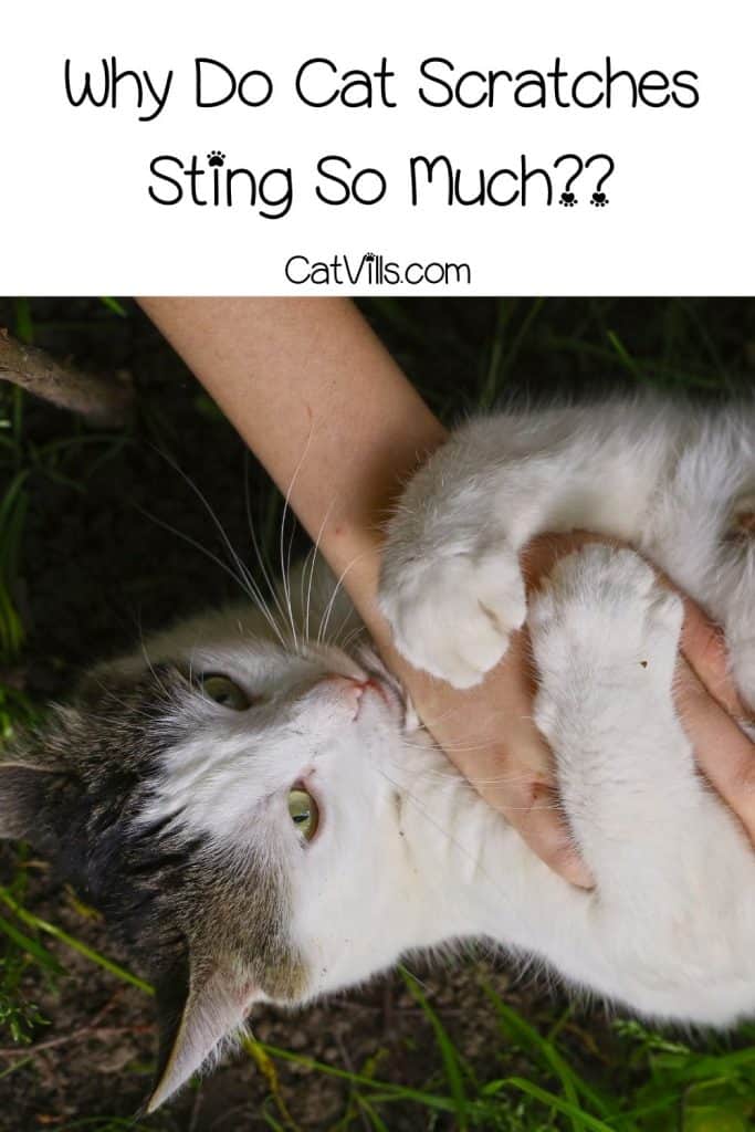 Why Do Cat Scratches Burn and Really Hurt? 5 Common Reasons