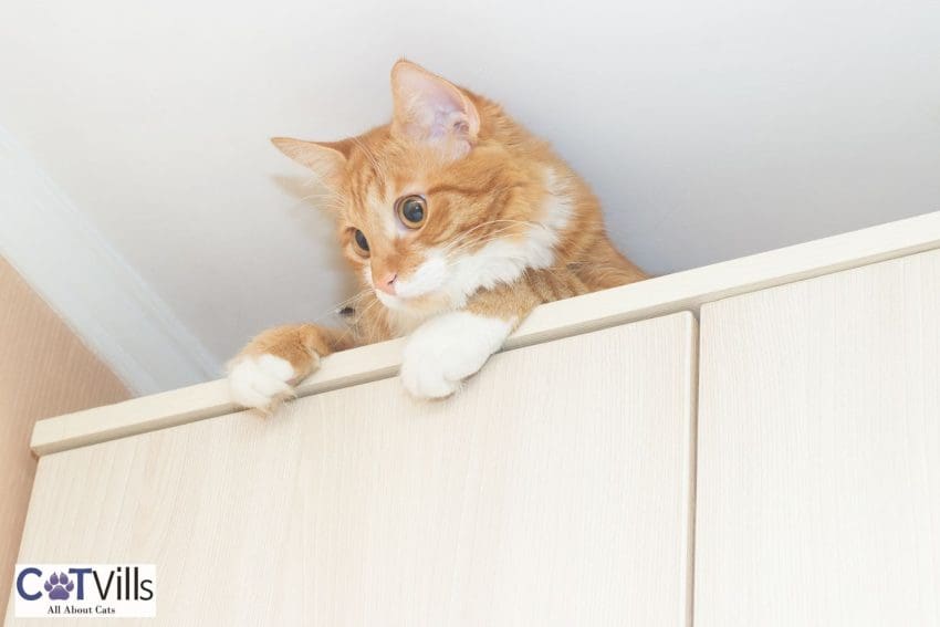 Can Cats Become Mute? (7 Reasons Why a Cat Doesn't Meow) 3 ginger cat on top of a cabinet