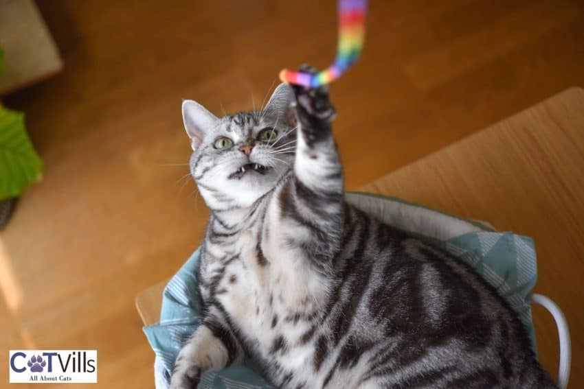cat playing toy at night