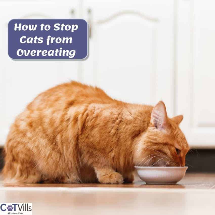 cat enjoying his food