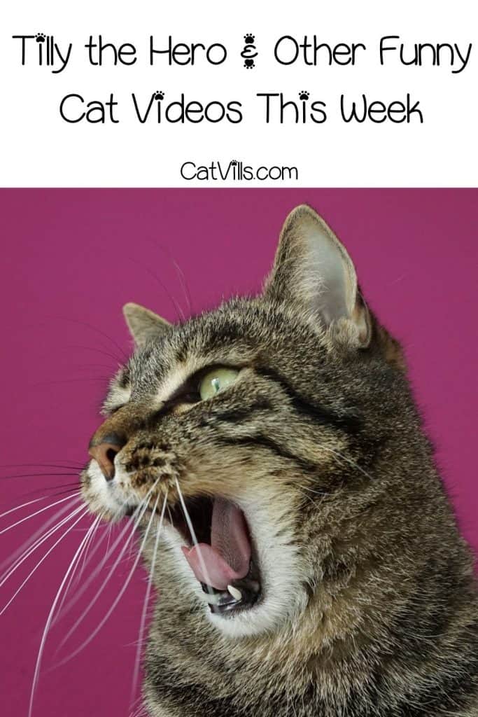 Tiger cat with "wow" face and text that reads Tilly the Hero & Other Funny Cat Videos This Week