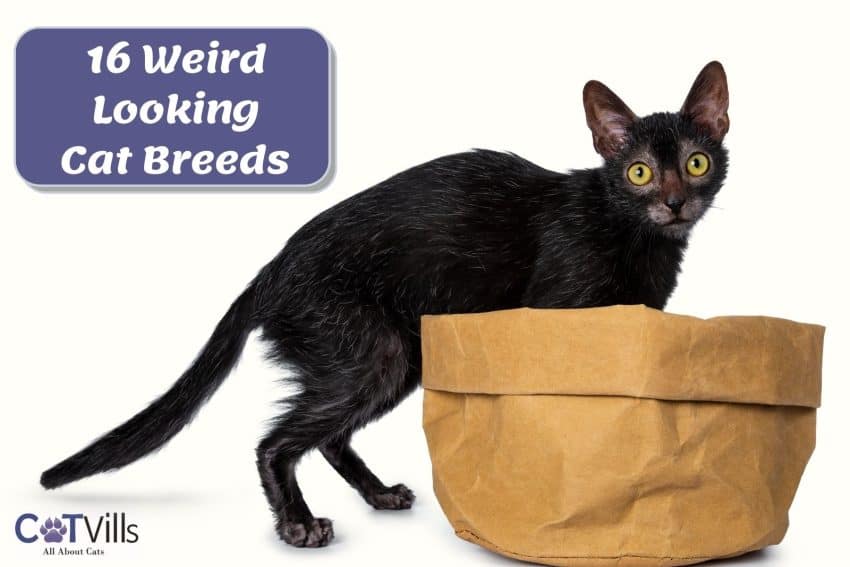 cute Lykoi, one of the weird cat breeds