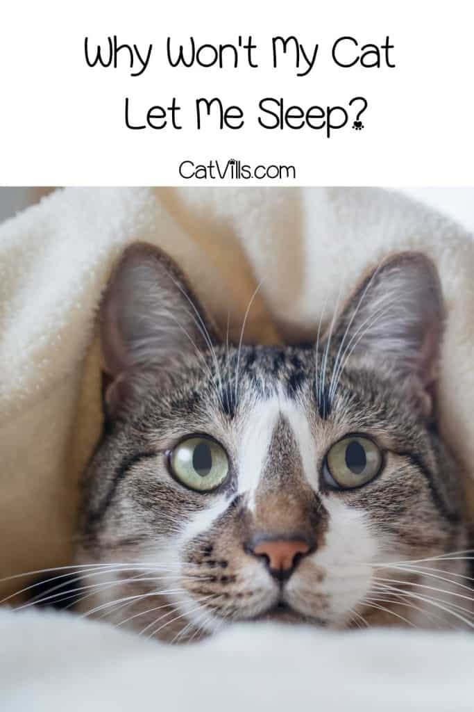 why wont my cat let me sleep