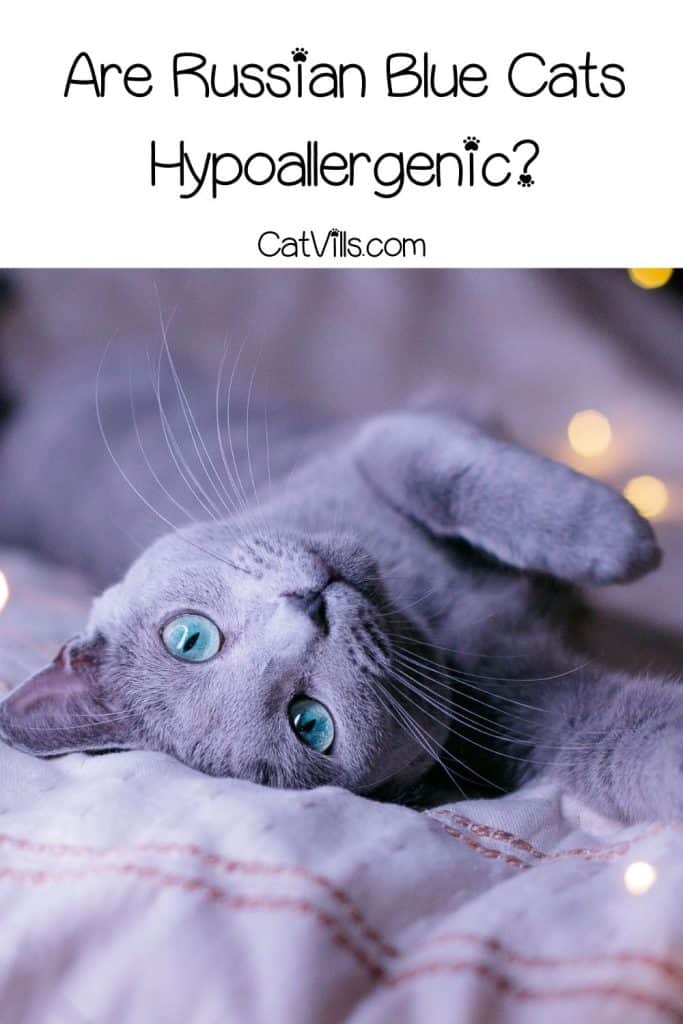 Are Russian Blue Cats Hypoallergenic? Unveiling the Truth 6 cute Russian blue lying on the bed