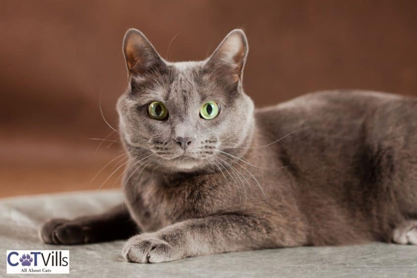 Are Russian Blue Cats Hypoallergenic? Unveiling the Truth 1 fluffy Russian blue cat