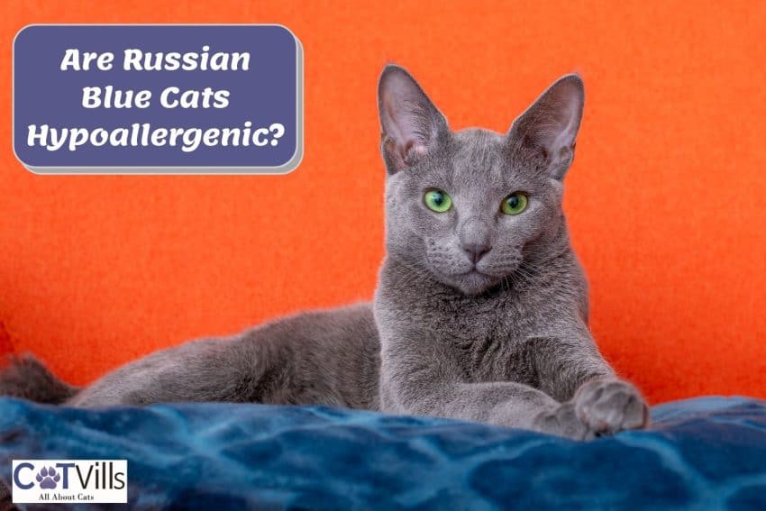 Are Russian Blue Cats Hypoallergenic? Unveiling the Truth 2 adorable Russian blue. Are russian blue cats hypoallergenic?