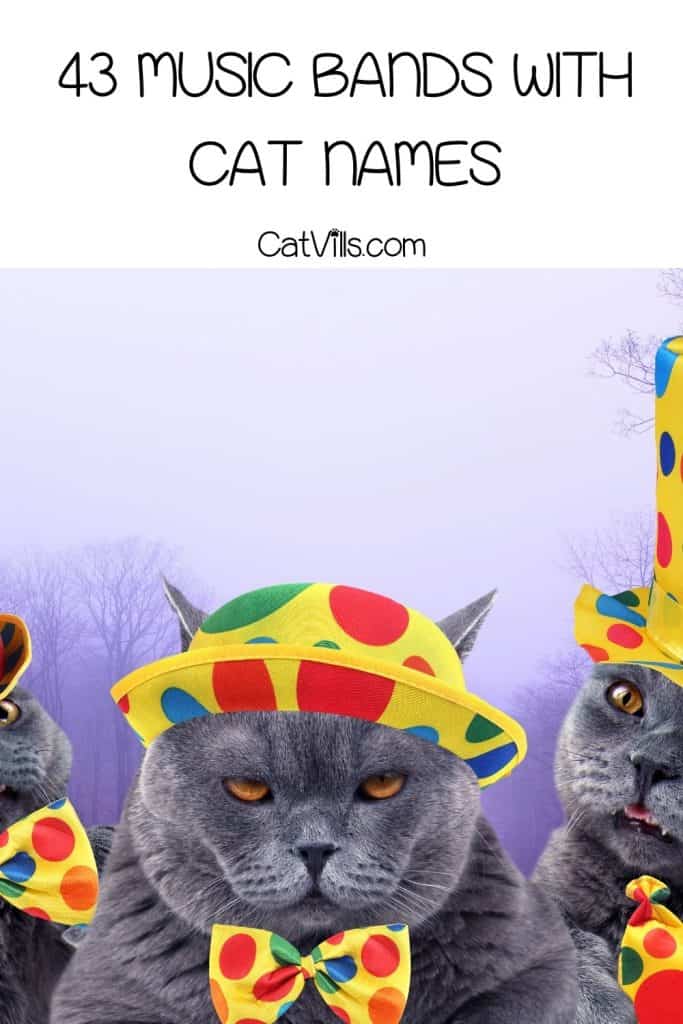 43 Coolest Music Bands With Cat Names for Your Kitty! 4 MUSIC BANDS WITH CAT NAMES