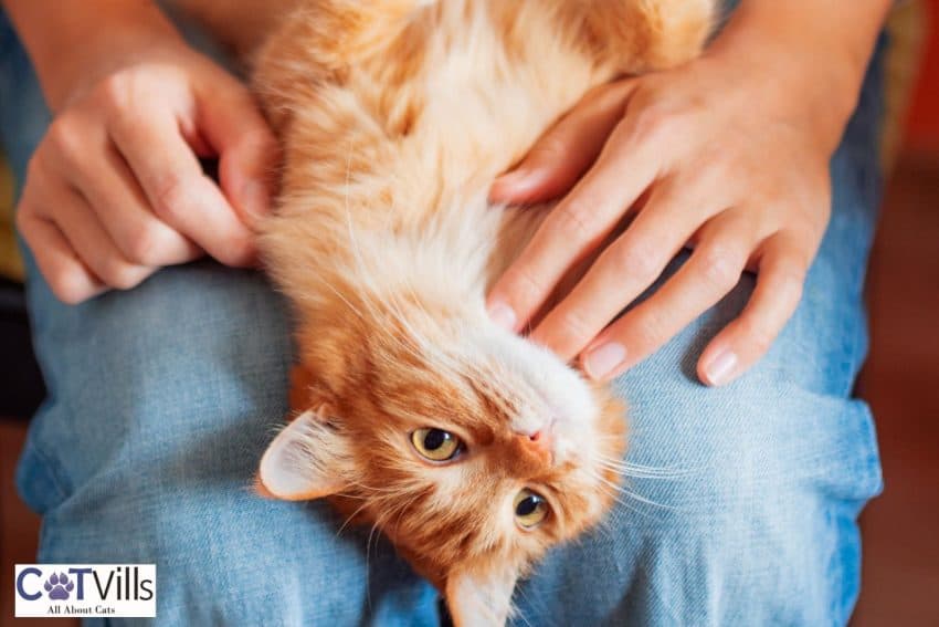 cat lying on his owner's lap