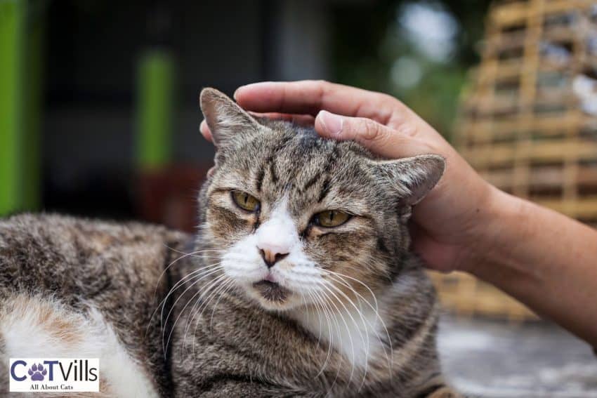man petting his kitty on the head