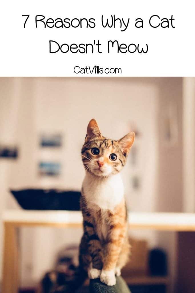 Can Cats Become Mute? (7 Reasons Why a Cat Doesn't Meow) 6 quiet cat looking at the camera