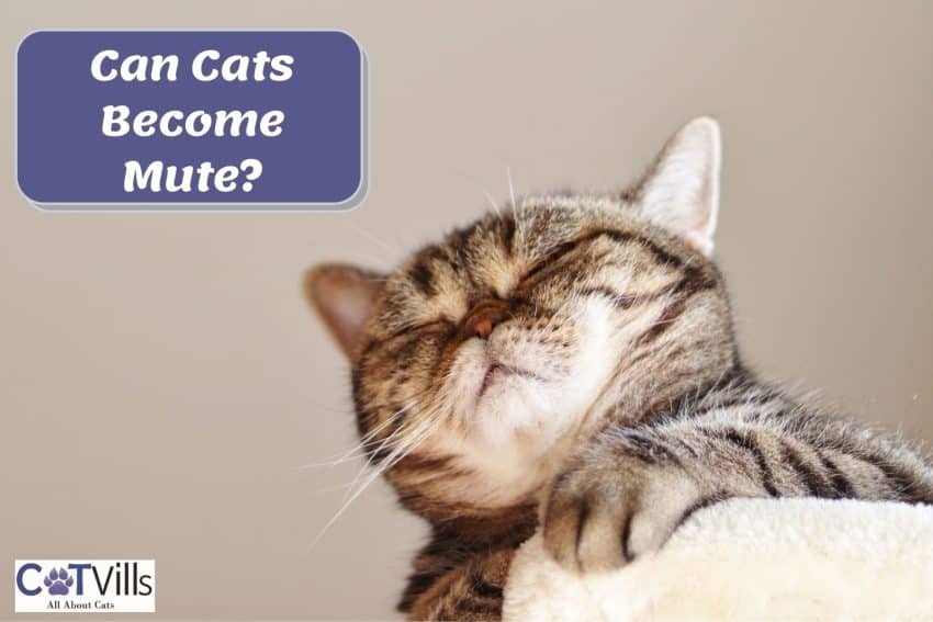 cat looking silent so can cats become mute?