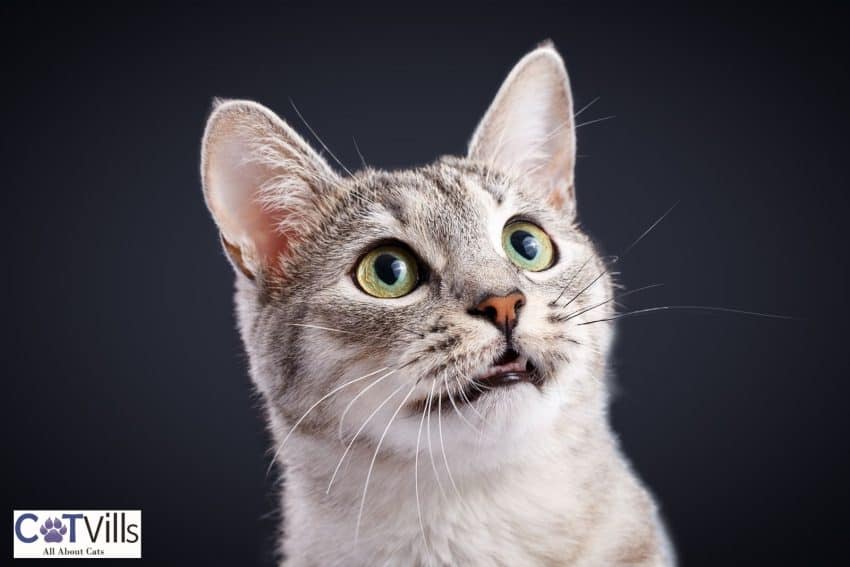 Can Cats Become Mute? (7 Reasons Why a Cat Doesn't Meow) 5 tiger cat meowing silently but can cats become mute?