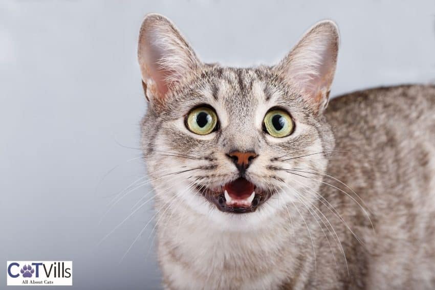 15 Quiet Cat Breeds For Harmony at Home 18 cat meowing a lot