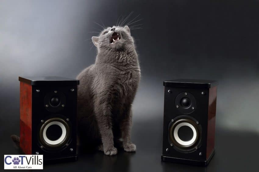 43 Coolest Music Bands With Cat Names for Your Kitty! 2 coolest bands with cat names