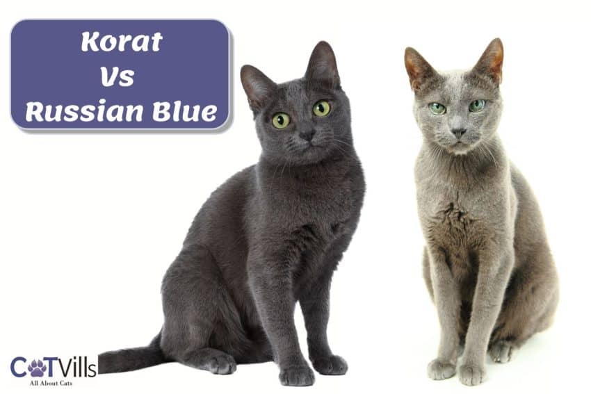 Korat Vs Russian Blue: What Is The Main Difference? 3 korat vs russian blue comparison
