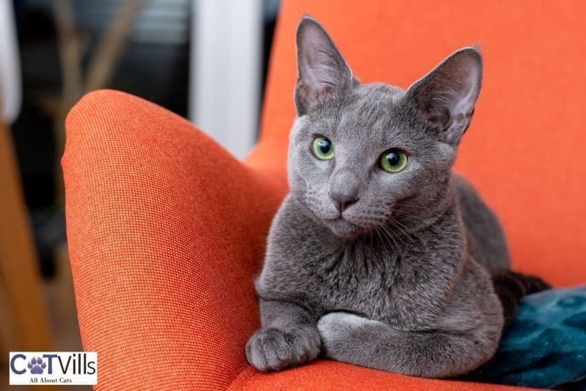 Are Russian Blue Cats Hypoallergenic? Unveiling the Truth 3 gorgeous Russian Blue sitting on a chair