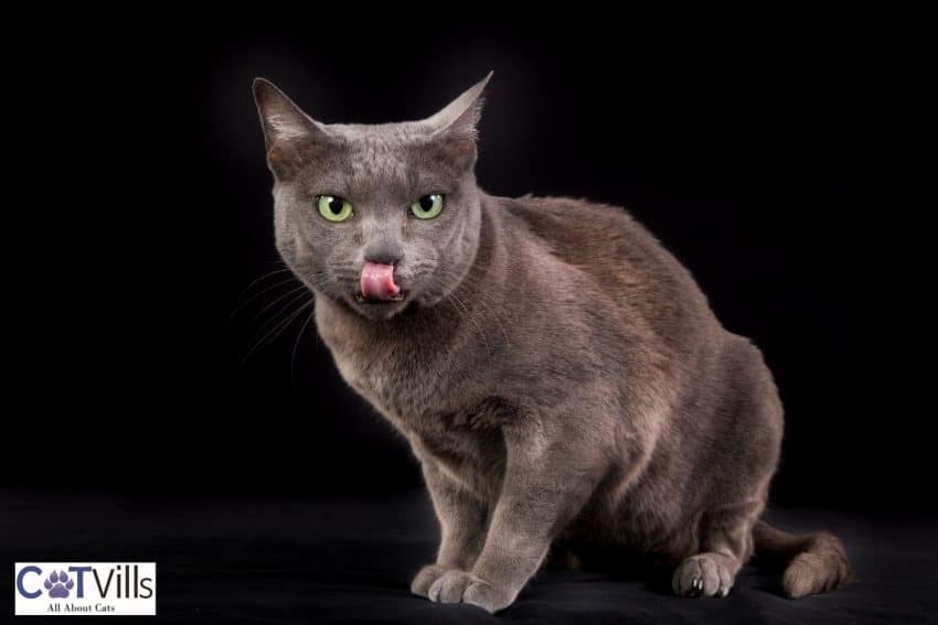 Korat Vs Russian Blue: What Is The Main Difference? 4 Korat cat licking his mouth