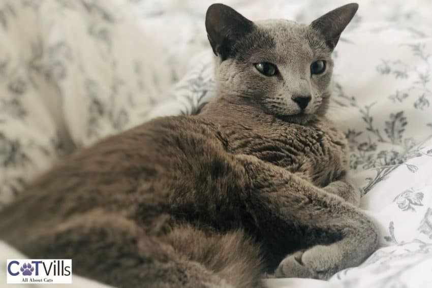 Korat Vs Russian Blue: What Is The Main Difference? 5 Russian blue cat lying on the bed