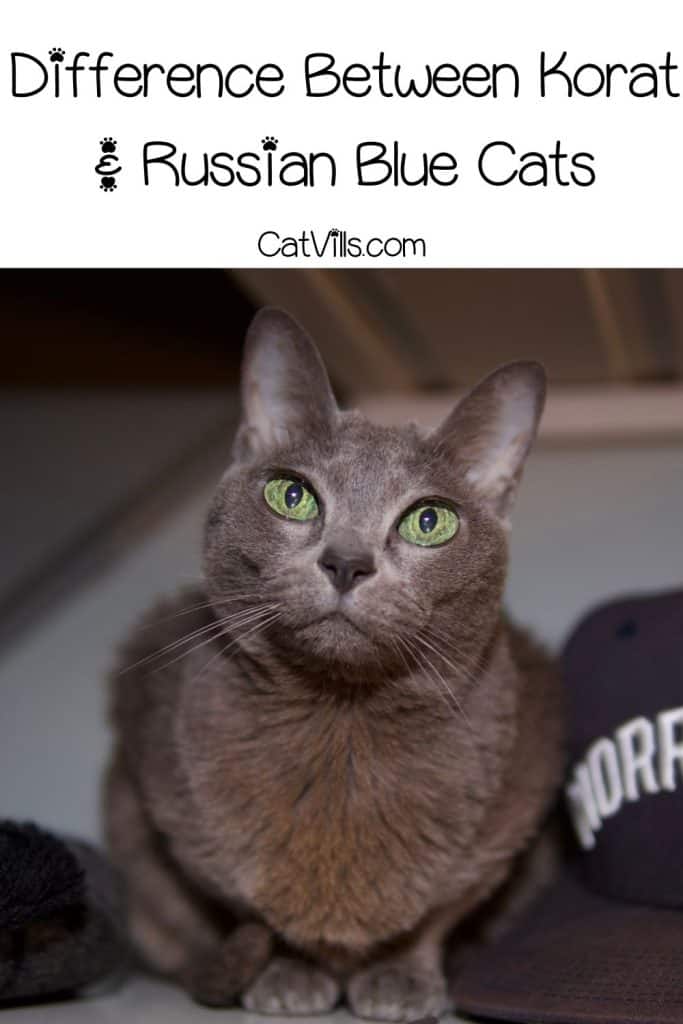 Korat Vs Russian Blue: What Is The Main Difference? 6 close-up shot of a Korat cat