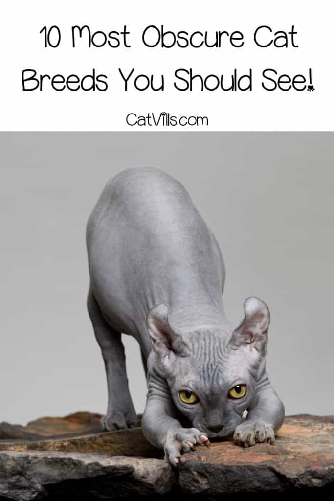 10 Unique Cat Breeds You Should Know About 10 dwelf cat scratching the wood - one of the obscure cat breeds