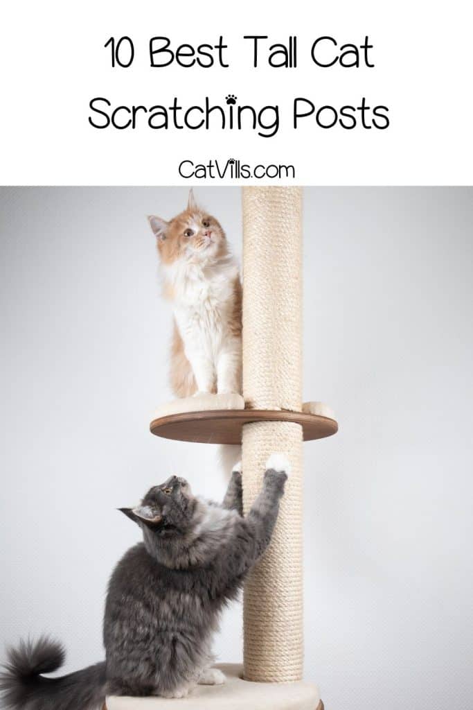 Best Tall Scratching Post for Cats: Find the Ideal Option 10 kitties using the tall cat scratching post