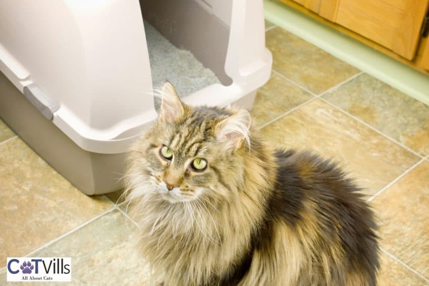 Where to Put a Litter Box: Best and Worst Spots 8 Maine coon beside his litter box