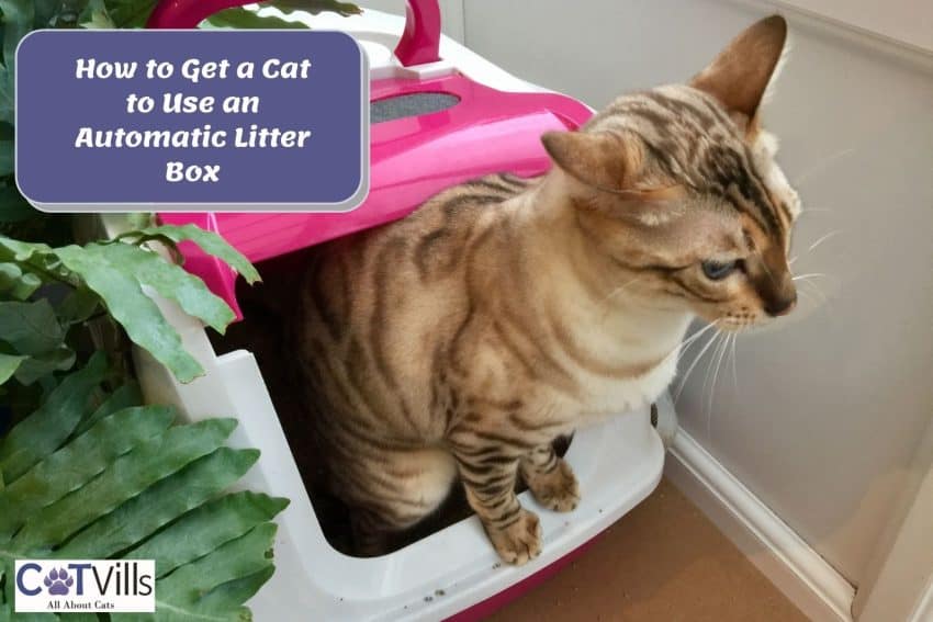 Cat in a pink litter box