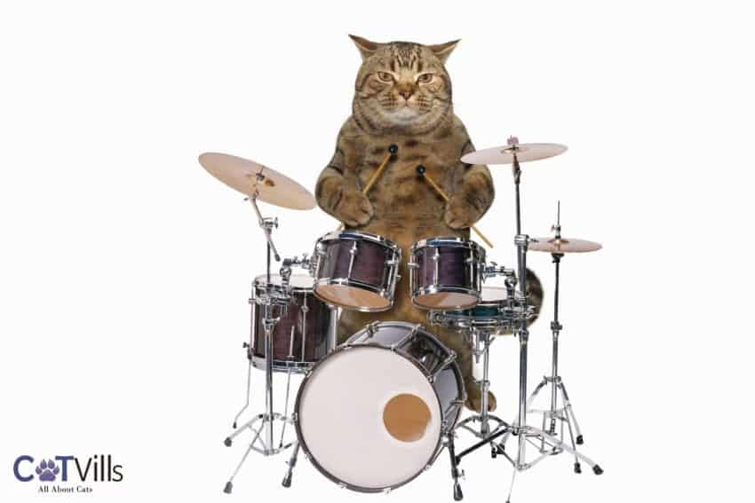 43 Coolest Music Bands With Cat Names for Your Kitty! 3 cool cat playing drums