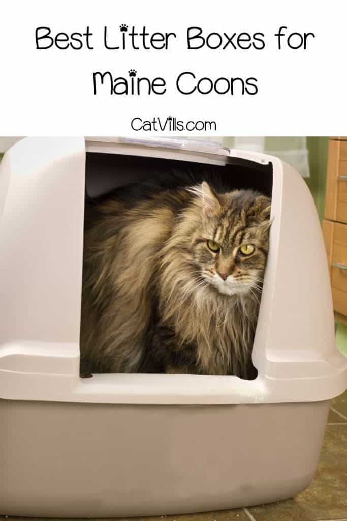 maine coon inside a litter box