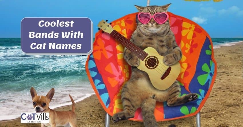 43 Coolest Music Bands With Cat Names for Your Kitty! 1 cat playing guitar at the beach