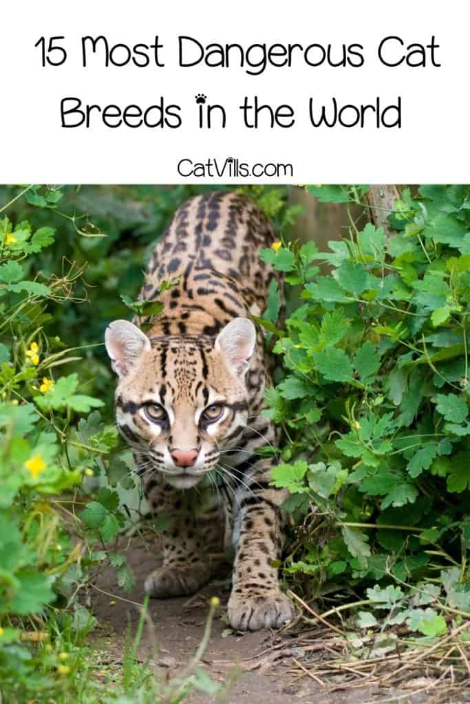 15 Most Dangerous Cat Breeds in the World 16 hunting ocelot cat